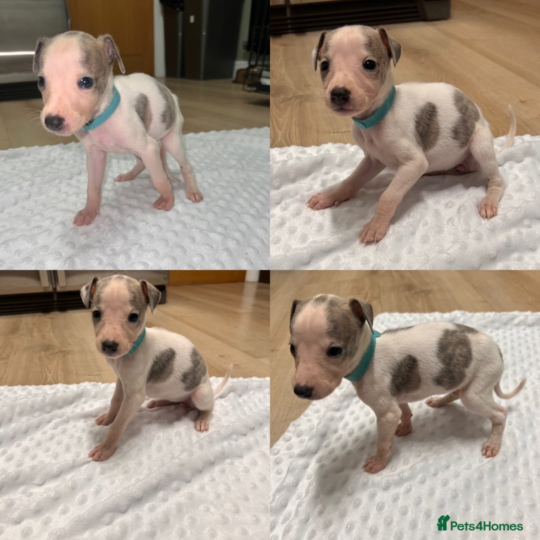 Whippet dogs for sale: ⭐️ LAST beautiful - KC Whippet pup. ⭐️ - Image 8