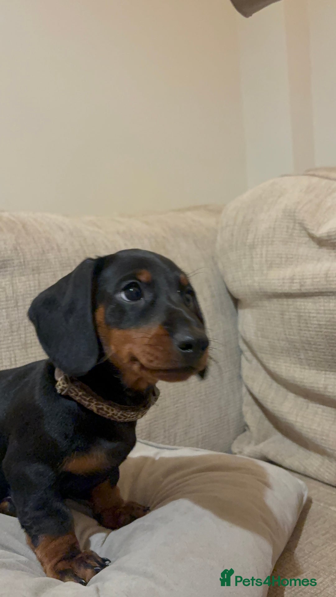 Dachshund dogs for sale: 9 week old 2 female dachshund puppies  - Advert 1