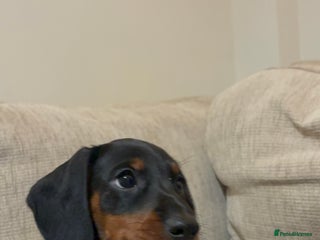 Dachshund dogs 8 week old 2 female dachshund puppies - Advert 11