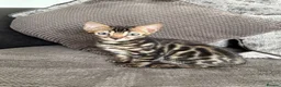 Bengal cats for sale: Full pedigree rosetted bengal kitten -male  - Advert 18