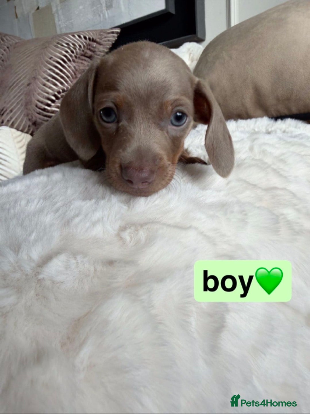 Dachshund dogs Kc registered miniature dachshund puppies - Advert 1