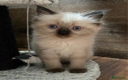 Ragdoll cats for sale: Beautiful chunky kittens ready to leave soon - Image 12