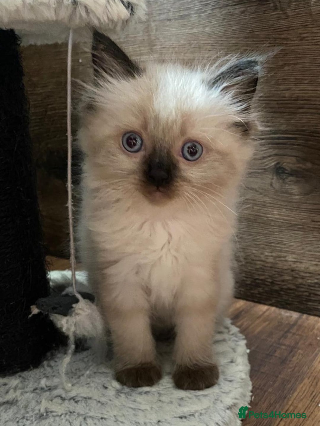 Ragdoll cats for sale: Beautiful chunky kittens ready to leave soon - Image 12
