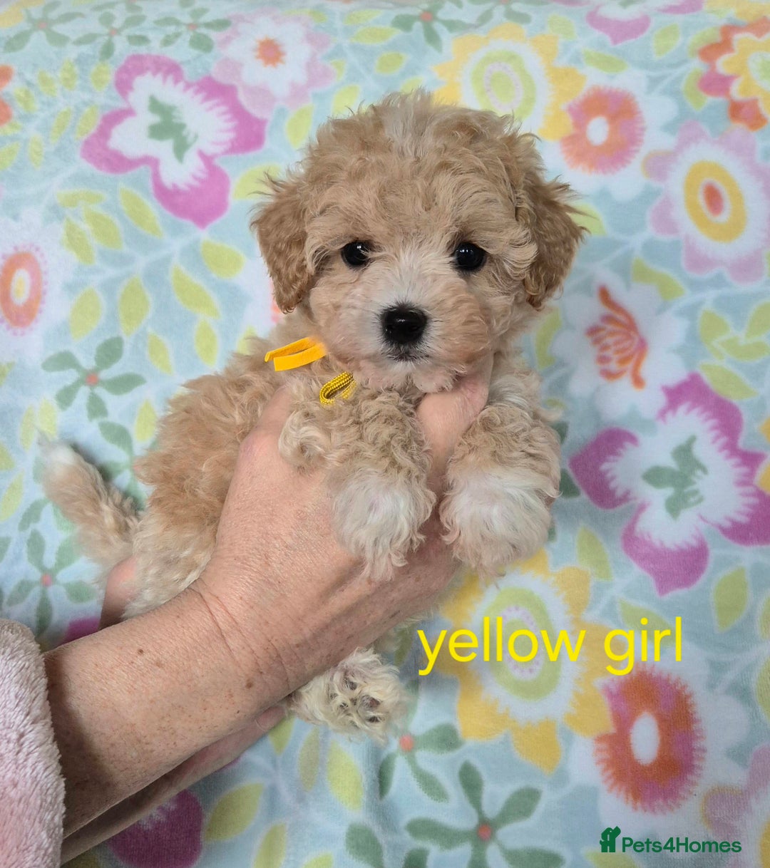 Maltipoo dogs for sale: F1 Maltipoo puppies 🐶 Just 2 girls remaining  - Advert 18