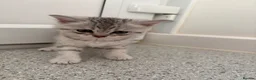 British Shorthair cats for sale: Silver Tabby British Shorthair male kittens in Brentwood - Advert 2