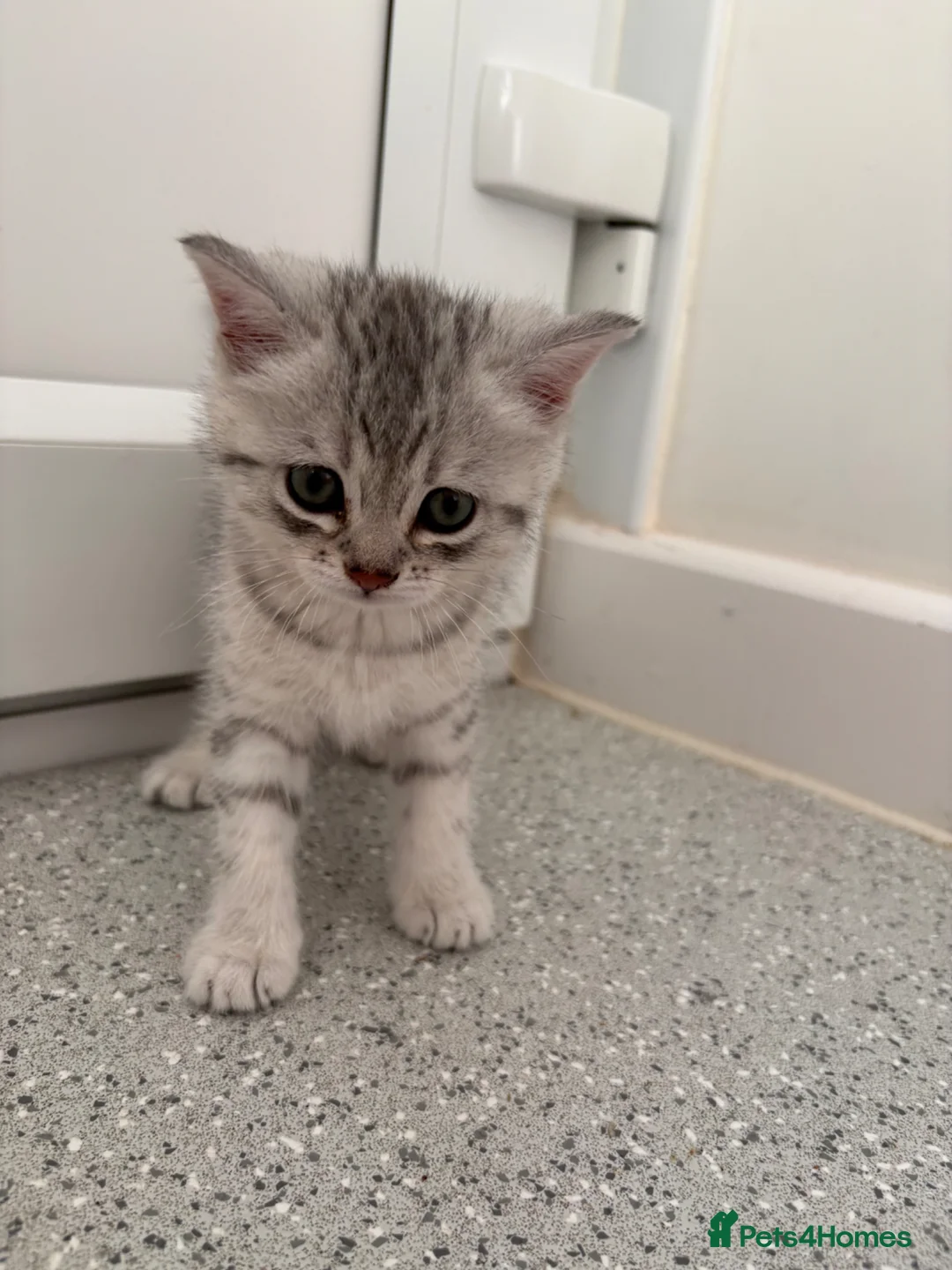 British Shorthair cats for sale: Silver Tabby British Shorthair male kittens in Brentwood - Advert 2