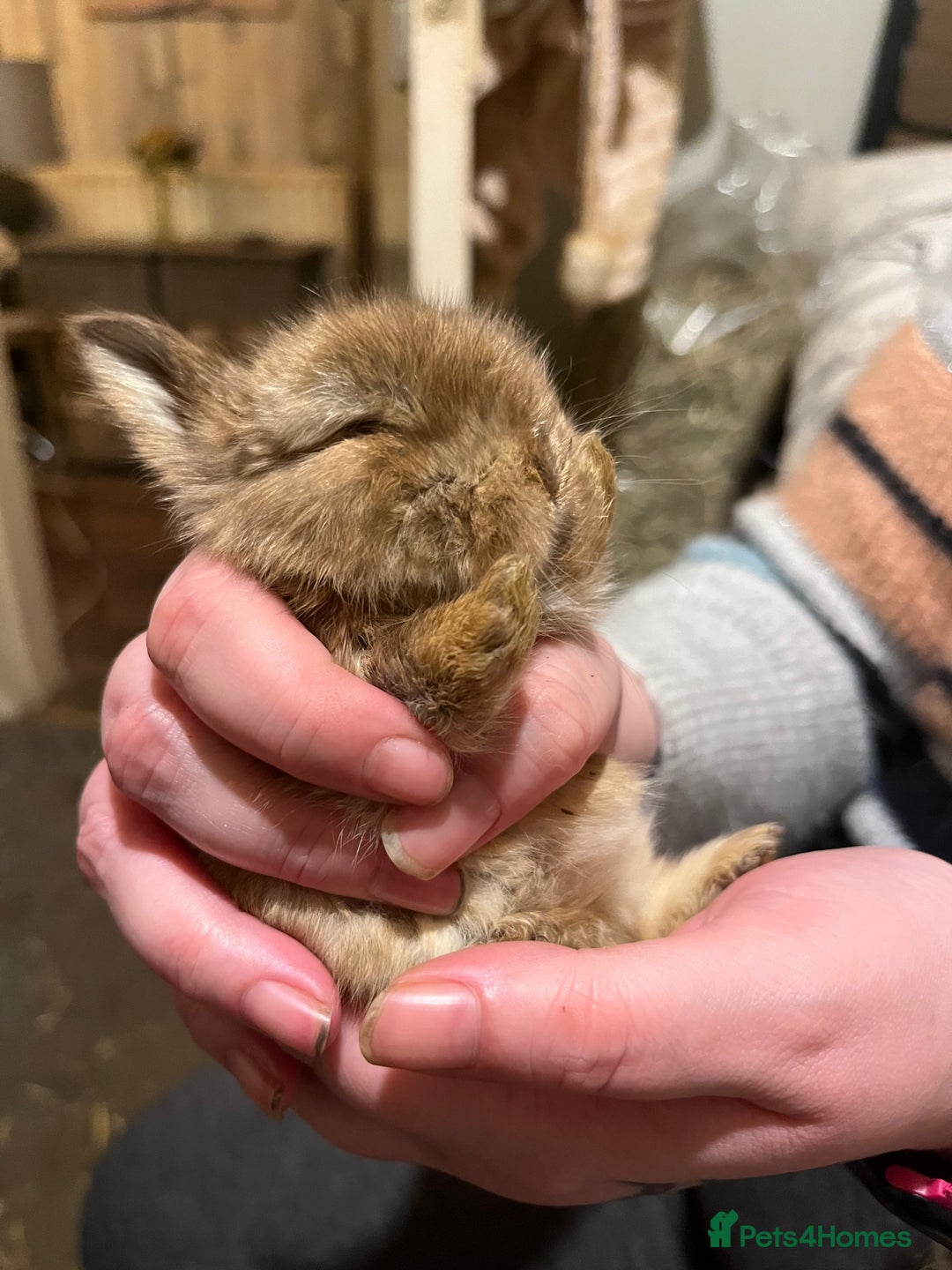 Netherland Dwarf rabbits for sale:  Netherland Dwarf / Minilop - Image 9