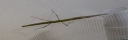 Stick Insects invertebrates for sale: Indian Stick Insects - Advert 9