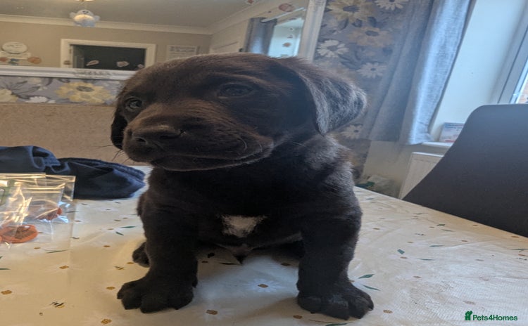 Labrador Retriever dogs Chocolate Labrador puppies ready now  - Advert 14