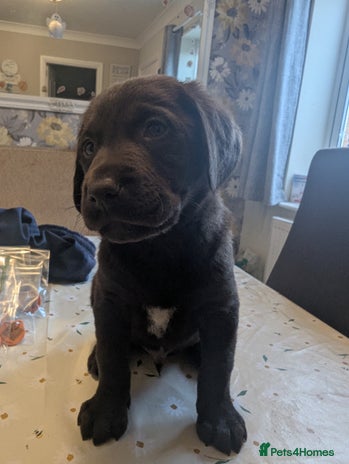 Labrador Retriever dogs Chocolate Labrador puppies ready now - Advert 14