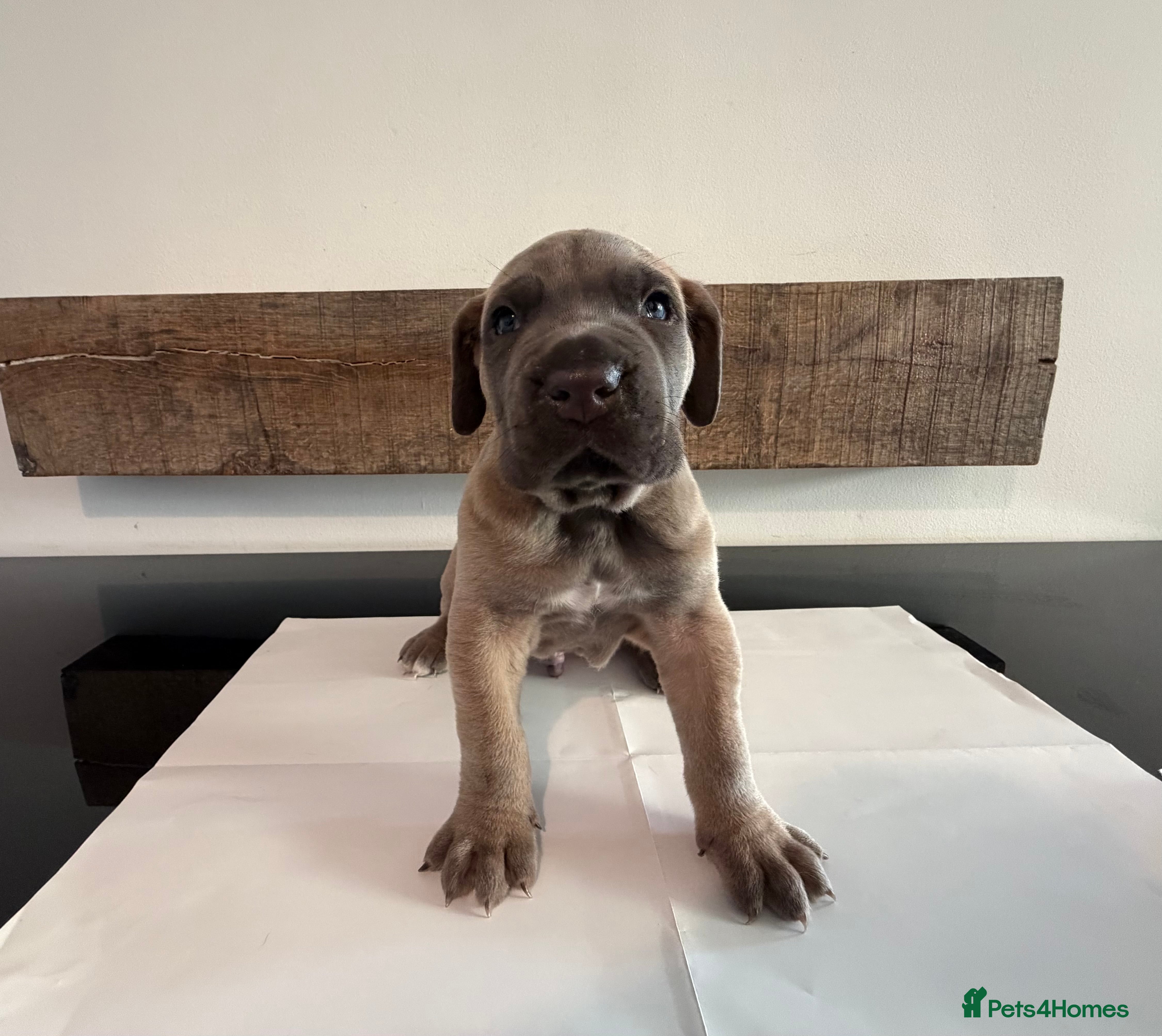 Cane Corso dogs Last Purebred Cane Corso Puppies  - Advert 1