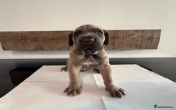 Cane Corso dogs for sale: Purebred Cane Corso Puppies – Exceptional Parent - Image 1