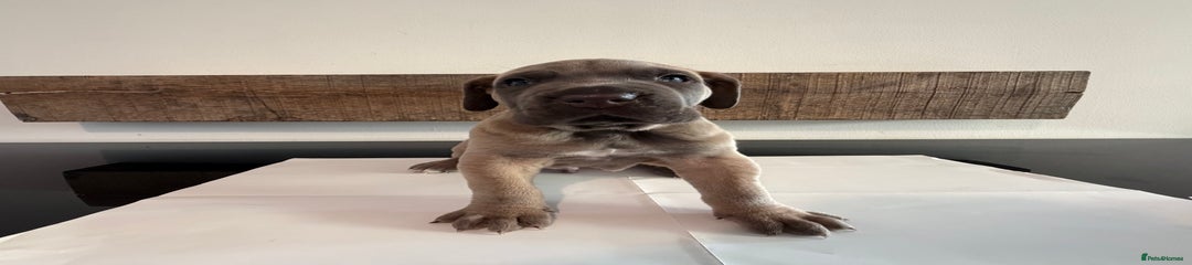 Cane Corso Puppy 1