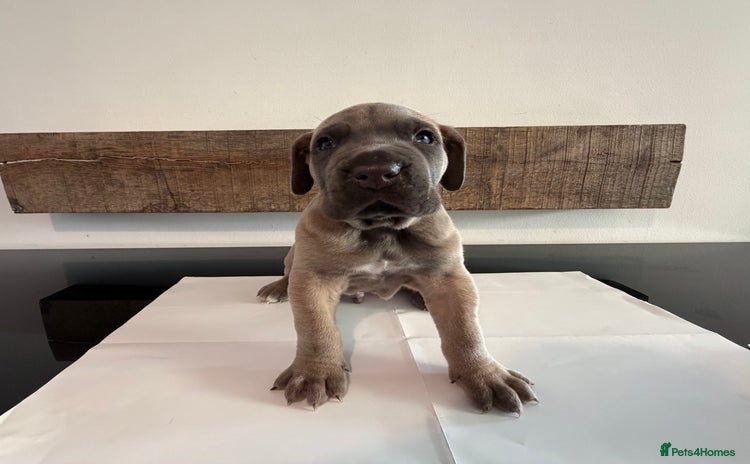 Cane Corso dogs - Advert 5