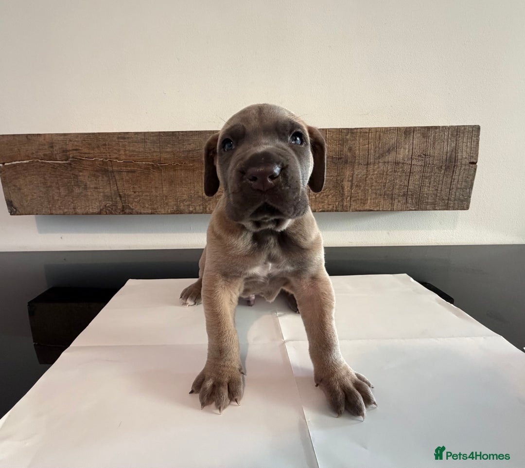 Cane Corso dogs for sale: Purebred Cane Corso Puppies – Exceptional Parent - Image 1