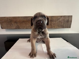 Cane Corso dogs - Advert 2