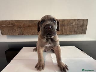 Cane Corso dogs Last Purebred Cane Corso Puppy 🐶 - Advert 6