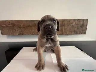 Cane Corso dogs Last Purebred Cane Corso Puppy 🐶 - Advert 4