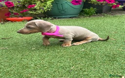 Dachshund dogs for sale: Miniature Isabella Tan Smooth Coat Dachshunds - Image 11