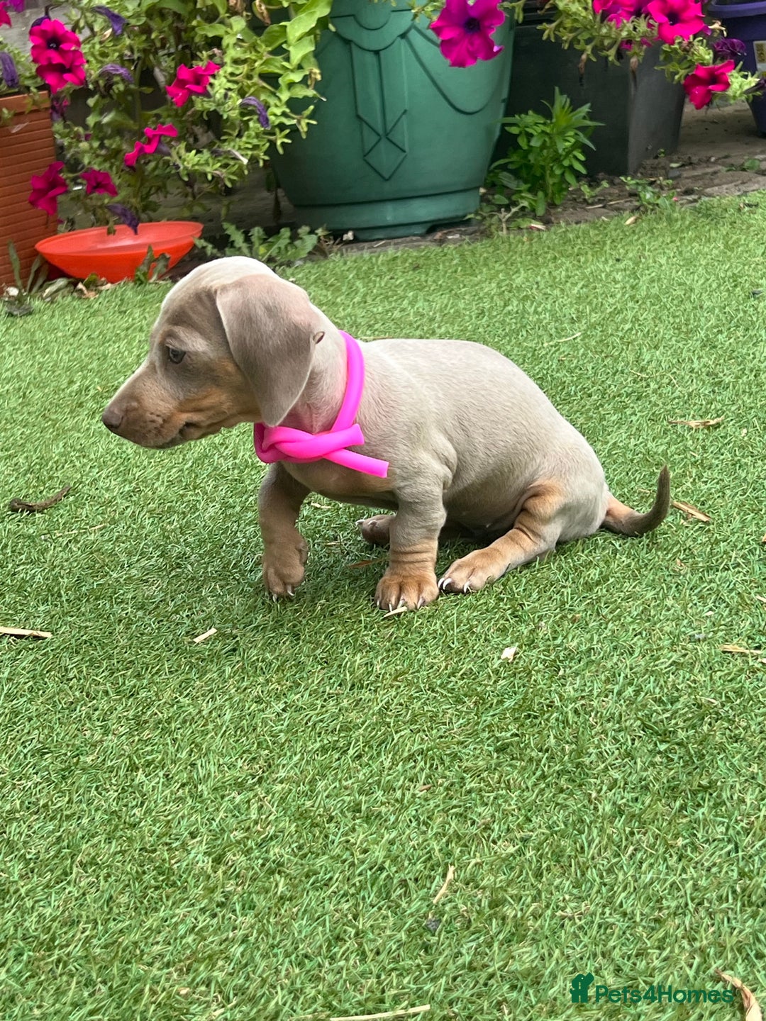 Dachshund dogs for sale: Miniature Isabella Tan Smooth Coat Dachshunds - Image 11
