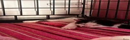 Mixed Breed cats for sale: 5 kittens for sale  in Slough - Advert 16