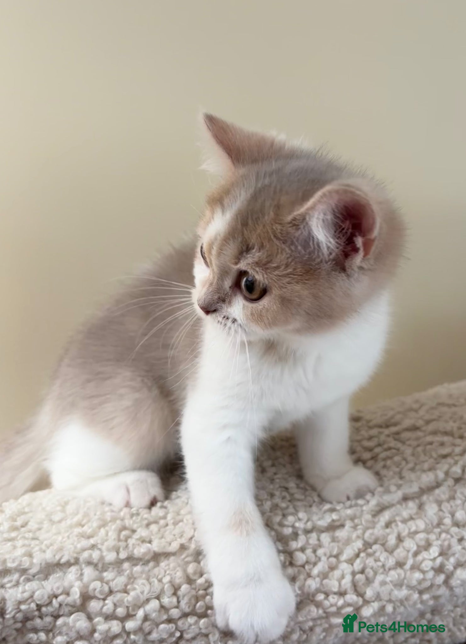 Scottish Fold cats for sale: Pedigree Adorable Scottish Fold Kittens  - Advert 6