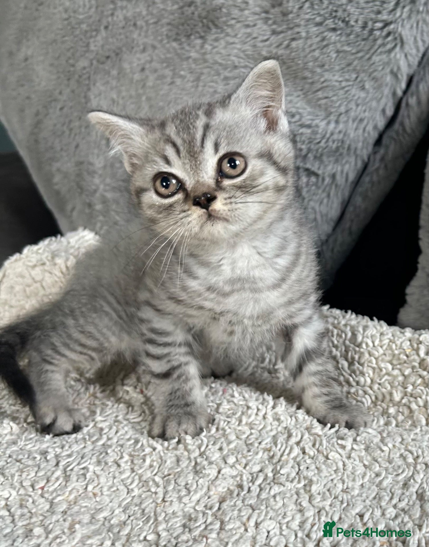 British Shorthair cats Lilac silver tabby kitten s  - Advert 2
