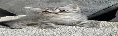 British Shorthair 1