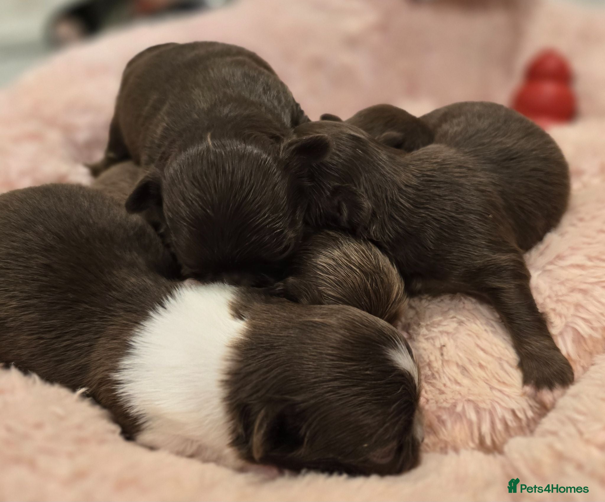 Chihuahua dogs Xx stunning Quality Kc chocolate litter Xx - Advert 1