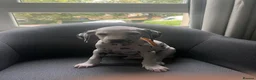 Dalmatian dogs for sale: male Dalmatian  - Advert 1