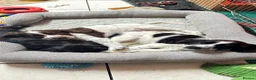 English Springer Spaniel dogs for sale: English springer spaniel puppies for sale - Advert 4
