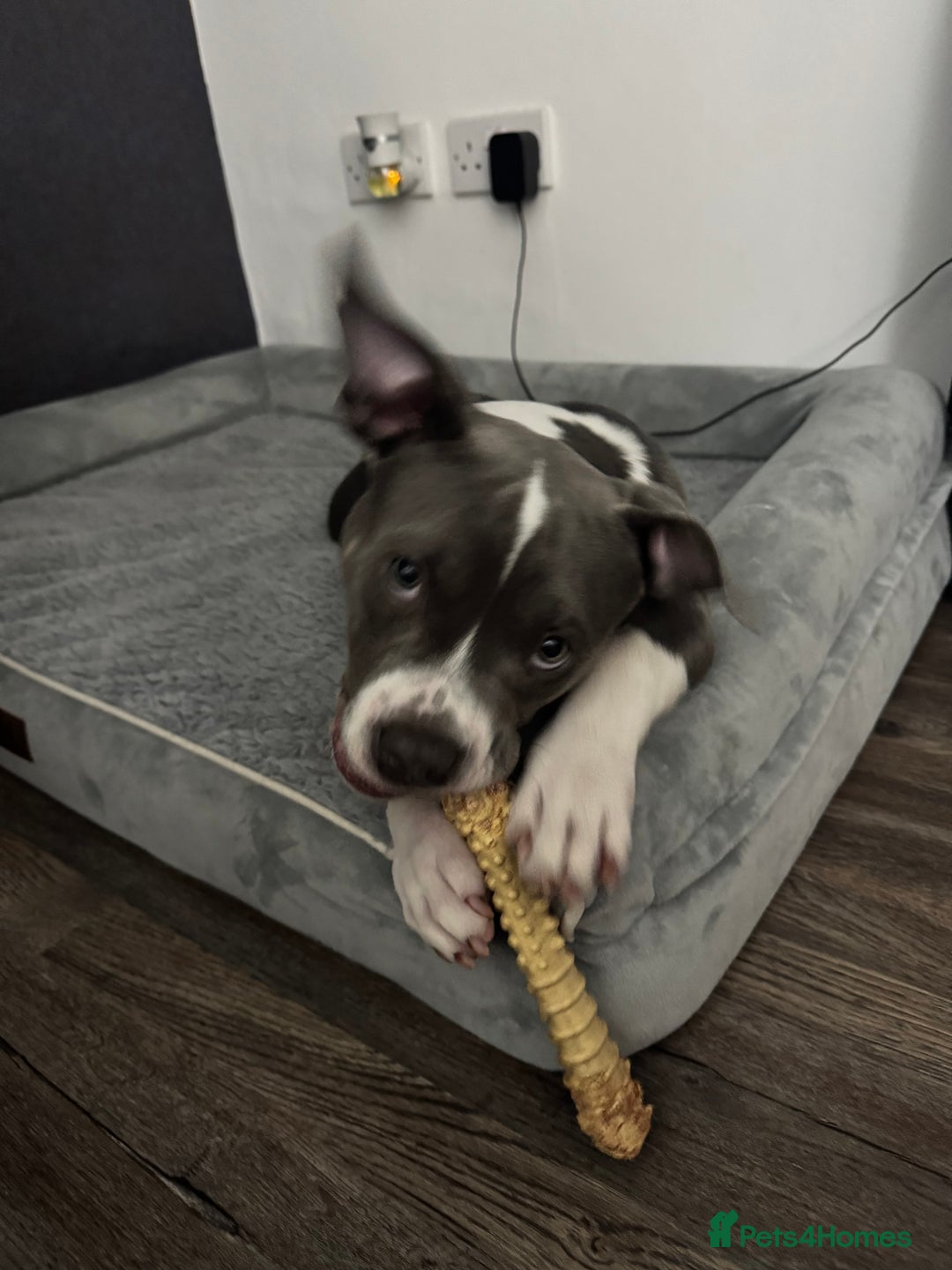 American Bulldog dogs for sale: Pocket bully 5months old  - Image 3