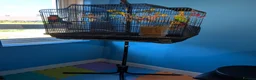 Budgerigars birds for sale: 🏡 Loving Home Needed for 3 Budgies 🐦🐦🐦 in Sheffield - Advert 7