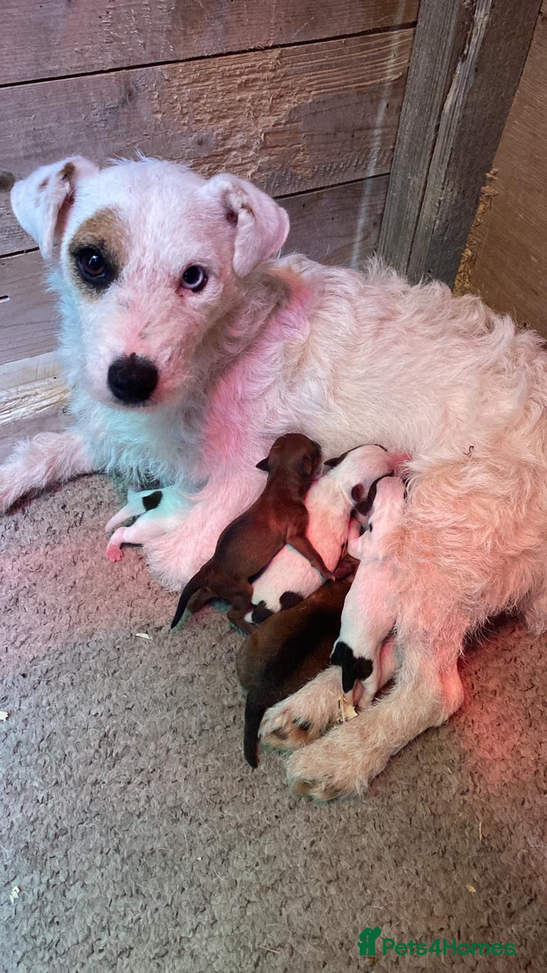 Jack Russell dogs for sale: Miniature Jack Russell puppies - Image 4