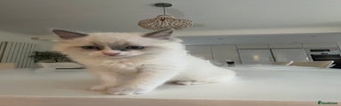 Ragdoll Kitten 2