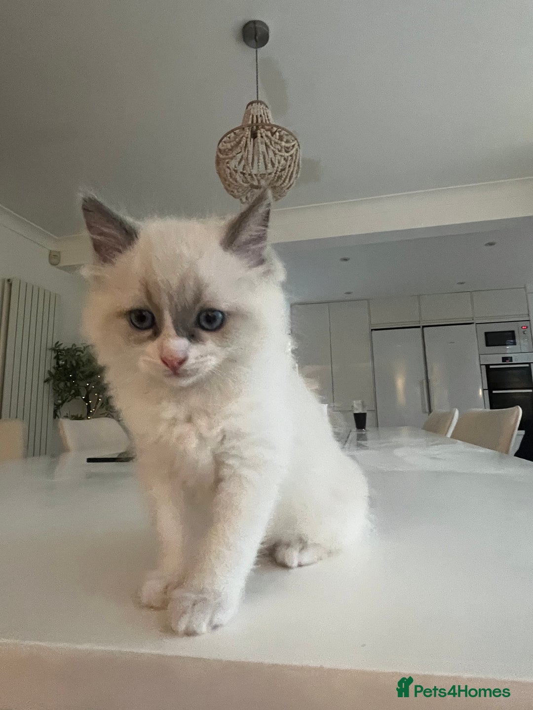 Ragdoll cats for sale: Ragdoll Kittens Available January 2026 - Advert 19