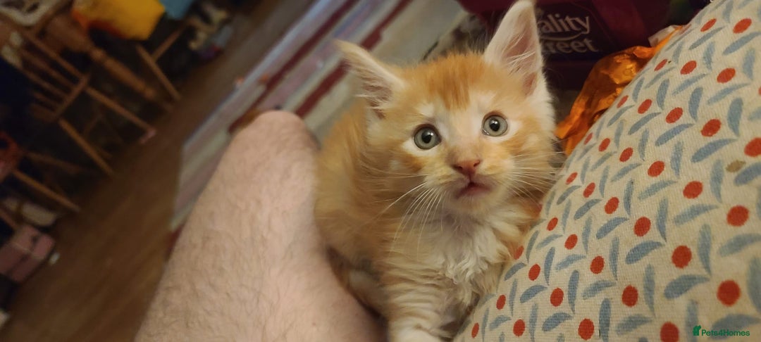 Maine Coon cats for sale: Stunning Maine Coon Babies - Advert 1