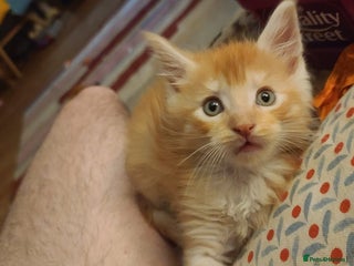 Maine Coon cats Stunning Maine Coon Babies - Advert 1