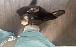 Shepsky dogs for sale: Shepsky - Image 1
