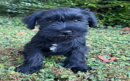 Miniature Schnauzer dogs for sale: Beautiful KC registered Minature Schnauzer puppies - Image 8