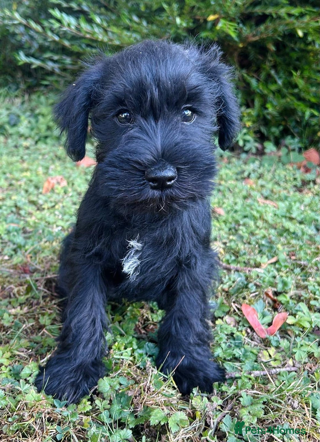 Miniature Schnauzer dogs for sale: Beautiful KC registered Minature Schnauzer puppies - Image 8