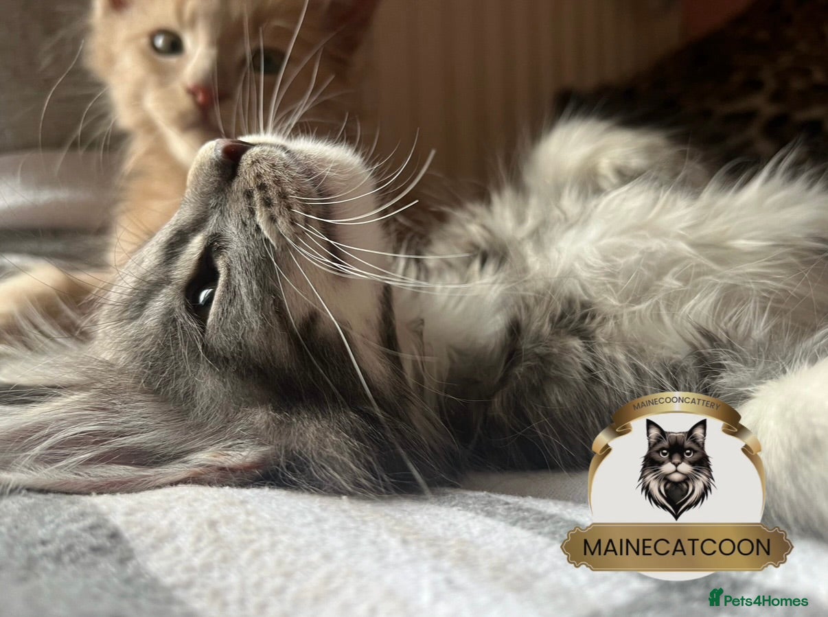 Maine Coon cats for sale: Pure breed TICA reg MAINE COON kittens ❤️ - Advert 1