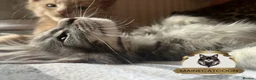 Maine Coon cats for sale: Pure breed TICA reg MAINE COON kittens ❤️ - Advert 1