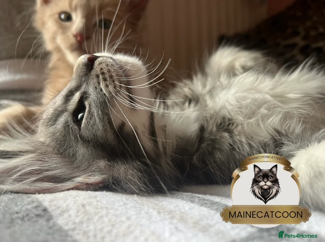 Maine Coon cats for sale: Pure breed TICA reg MAINE COON kittens ❤️ - Advert 1