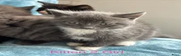 British Shorthair cats for sale: Mixed British short hair kittens  in Wigan - Advert 10