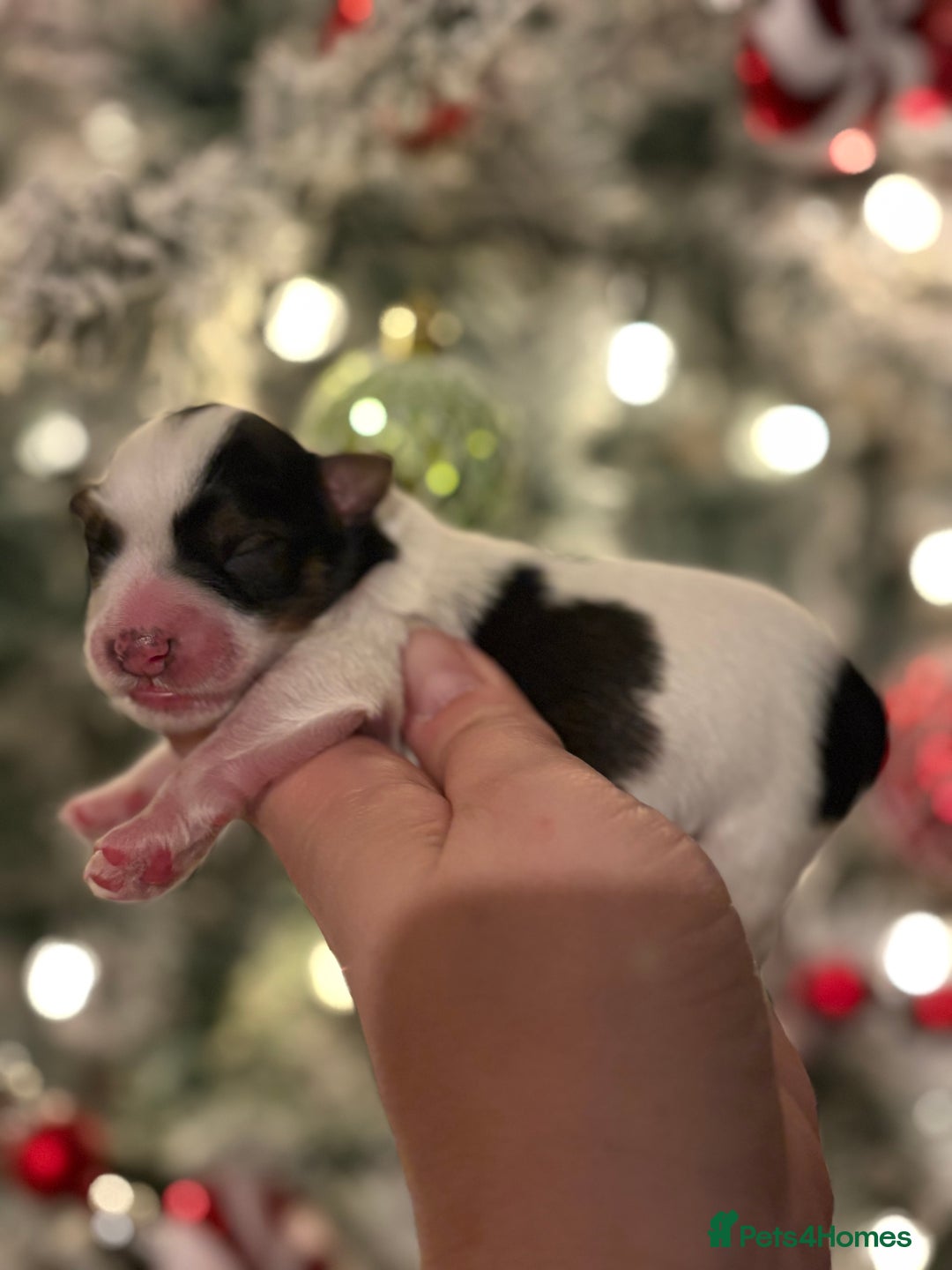 Miniature Schnauzer dogs for sale: Chocolate & Tan, Wheaten Parti Mini Schnauzers - Advert 5