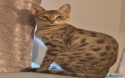 Savannah cats for sale: Savannah Kittens - Image 28