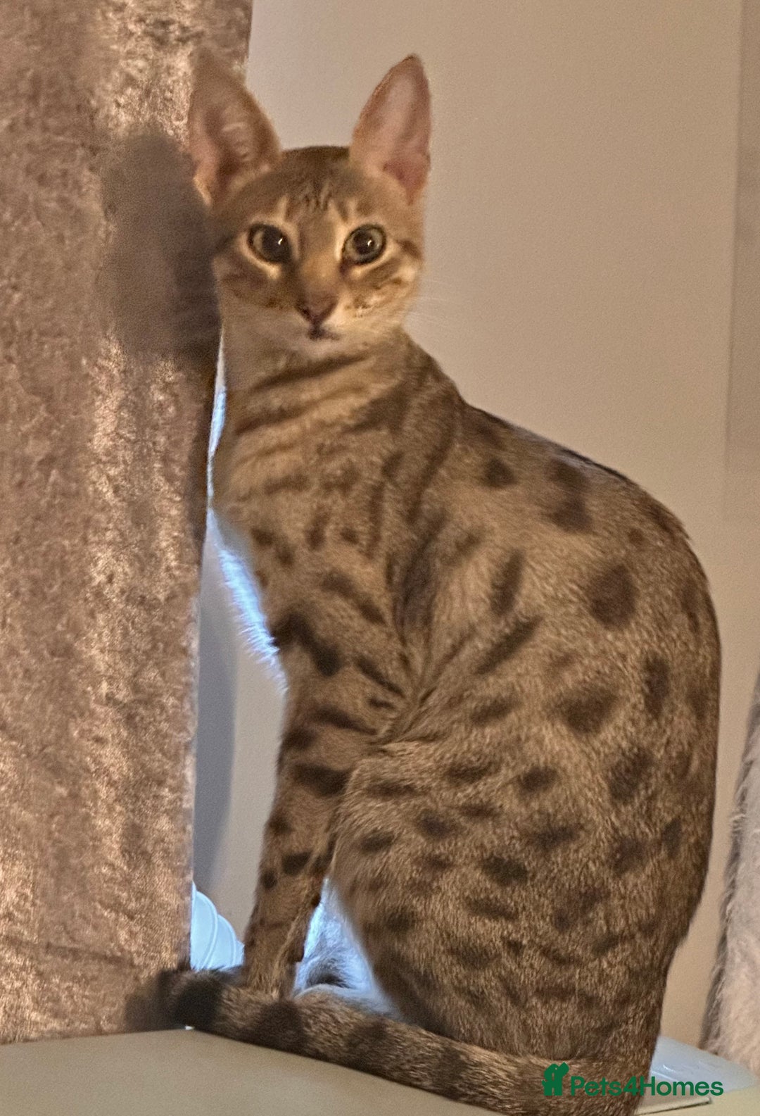 Savannah cats for sale: Savannah Kittens - Image 28