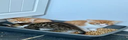 Mixed Breed cats for sale: Cute mixed breed kittens  - Advert 3
