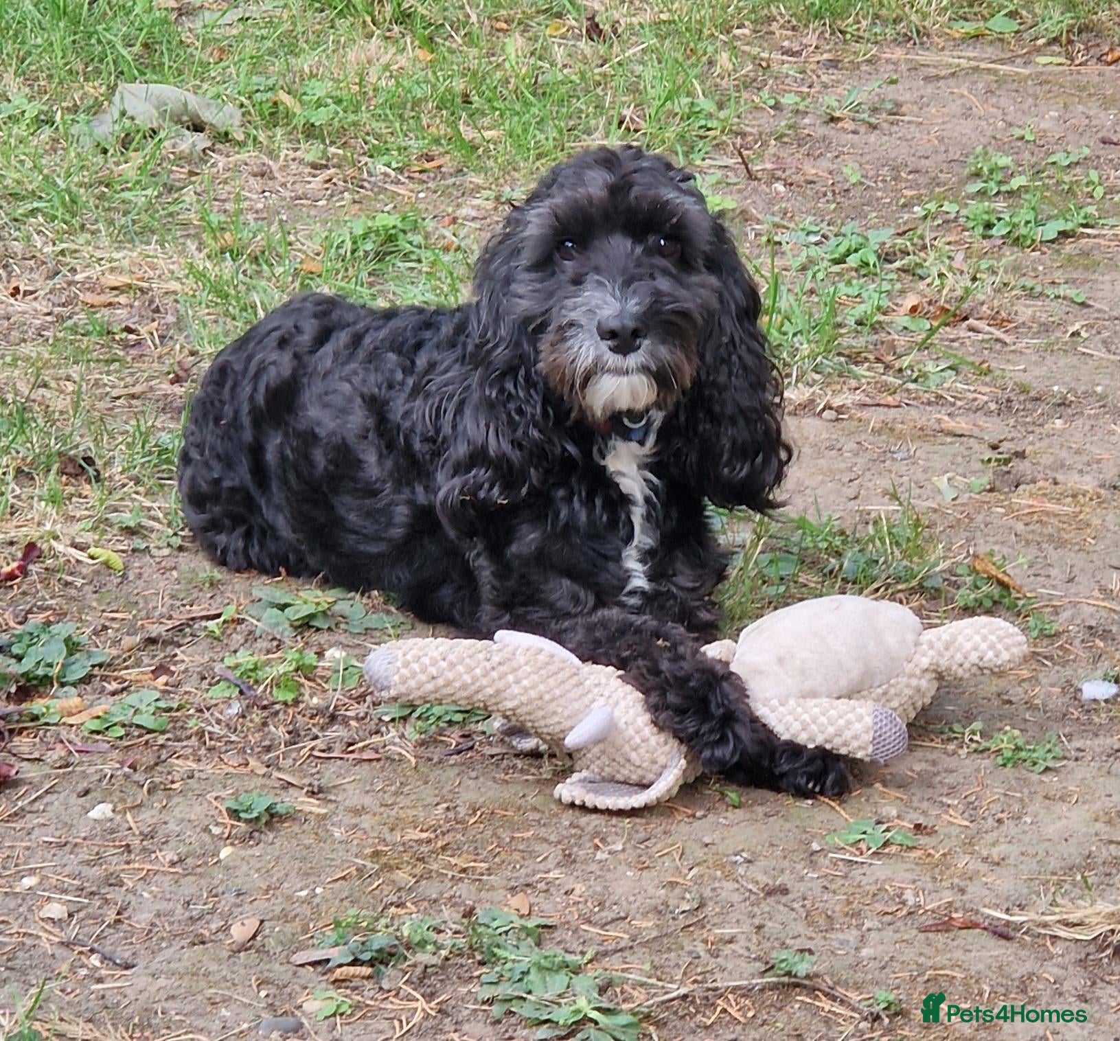 Cockapoo dogs F1 Cockapoo STUD - Advert 5